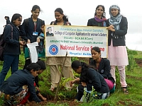 Tree Plantation